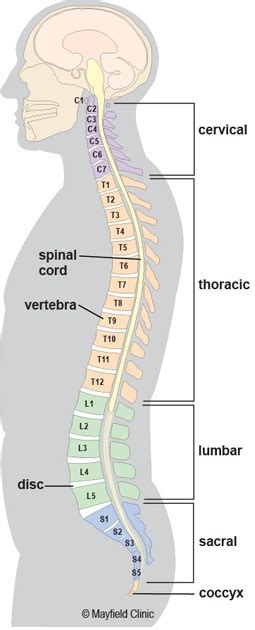 Your lower back has a unique anatomy made up of different types of tissues, including bones, muscles, ligaments, nerves, and blood vessels. The Anatomy and Function of the Lower Back or Lumbar area