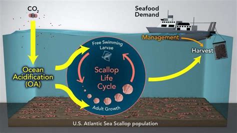 Ocean Acidification May Reduce Sea Scallop Fisheries