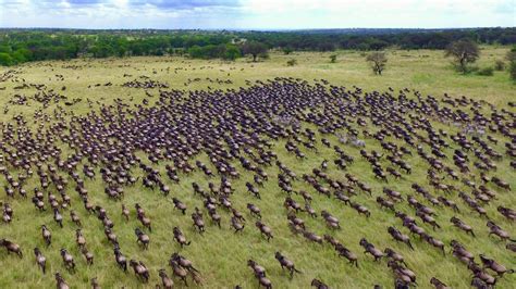 10 Reasons Why You Should See The Great Migration In Tanzania