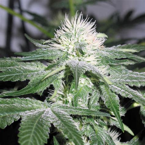 Ice Strain Info Ice Weed By Female Seeds Growdiaries