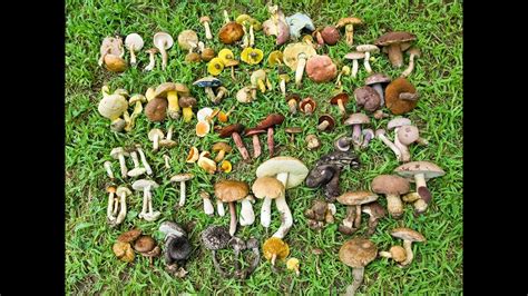 Identify Mushroom By Picture Picturemeta