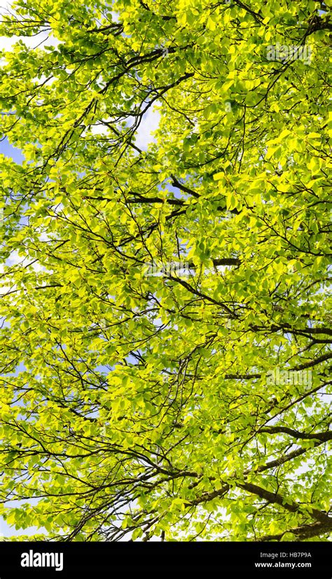 Leaves Of Beech Tree Stock Photo Alamy