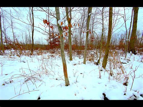 North Richmond Rd - 85 acres - Ashtabula County | Ashtabula County