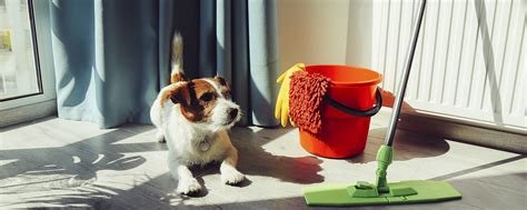 Hond Plast In Huis Dit Kun Je Doen Beaphar