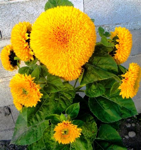 Bunga matahari sangat cantik, kembang di waktu pagi, daunnya hijau bunganya kuning, memikat janji bunga matahari 2019 version original song: Jual Benih Biji Bunga Matahari Sunflower Teddy Bear di ...
