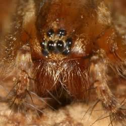 Funnel Web Spider Agelenopsis Bugguidenet