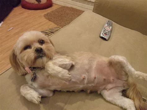 Shih Tzu Pregnancy Length Shih Tzu Dog