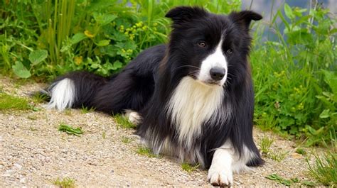 border collie    smartest dogs dog breed answers