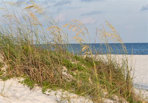 The Role Of Sand Dunes In Our Coastal Ecosystem Leave Only Footprints