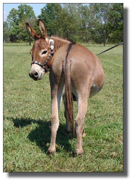 Haha I Just Pinned A Donkey Tail Donkey Funny Donkey Animal Study