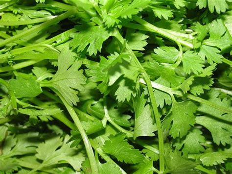 Partial Ban Of Mexican Cilantro Due To Feces In Fields