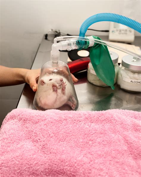 The Remarkable Patients At A Nyc Exotic Animal Hospital Wired