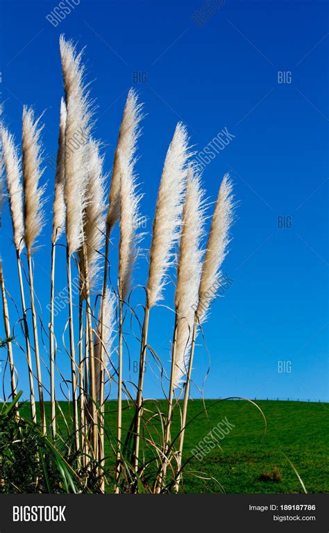 New Zealand Native Grass Plant Image And Photo Bigstock
