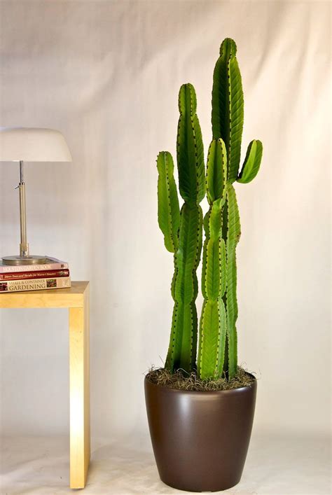 How to build a cactus garden. 5 indoor plants and flowers you should get home this summer