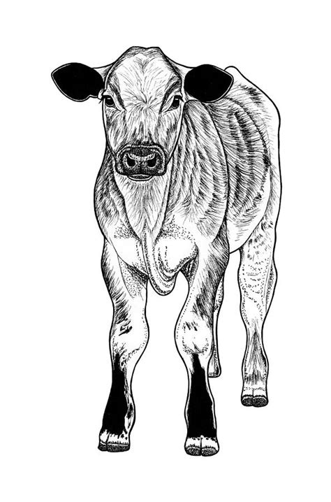 Calf Baby Cow Drawing By Loren Dowding Fine Art America