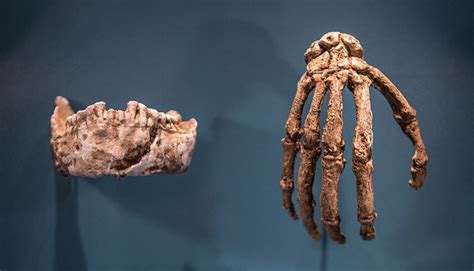 Homo naledi and the rapidly evolving story of human origins by dr. Homo naledi, your most recently discovered human relative | Natural History Museum
