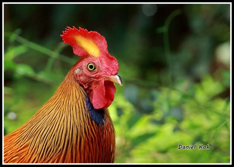 Sri Lankan Junglefowl Ceylon Junglefowl Endemic Flickr