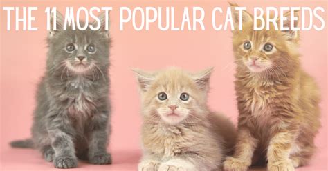 The 11 Most Popular Cat Breeds Happy Cat Central