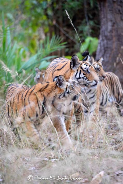 Tigress With Cubs Talat Khalid
