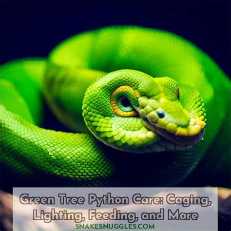 Green Tree Python Care Caging Lighting Feeding And More