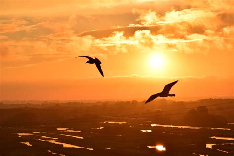 Kostenlose Foto Meer Wasser Natur Silhouette Vogel Licht Himmel