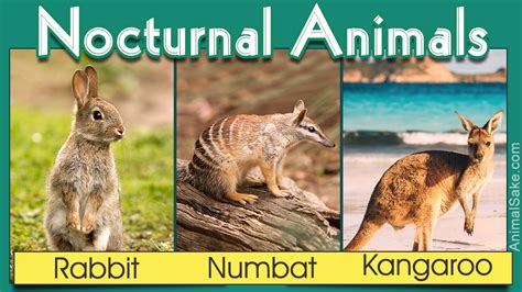 The list of extinct animals in africa features the animals that have become extinct on the african continent and its islands, like madagascar, mauritius, rodrigues, réunion, seychelles, saint helena, cape verde, etc. Nocturnal Animals List - Animal Sake
