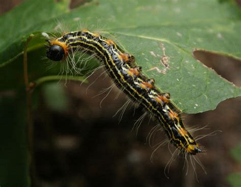 Caterpillar With Black And Yellow Stripes On