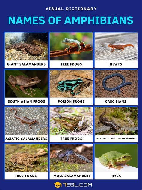 Amphibians List Of Amphibians With Interesting Facts • 7esl