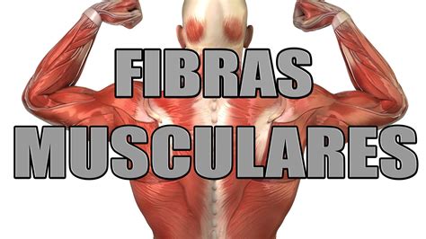 Fibras Musculares São Constituídas Por