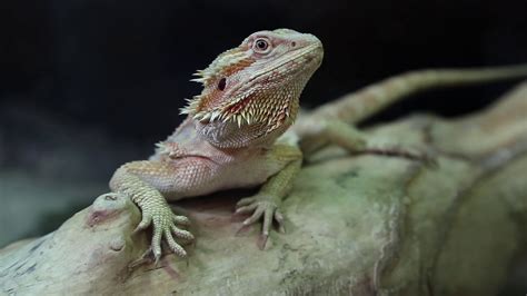 Agama Australian Dragon Lizard Stock Footage Sbv 304883549 Storyblocks