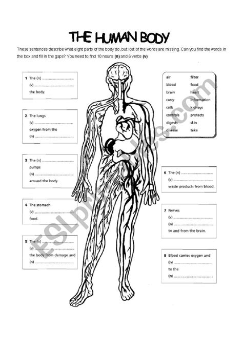Blank Human Body Systems Worksheets