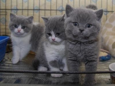 Maybe you would like to learn more about one of these? RUSLEE CATS: KUCING UNTUK DIJUAL