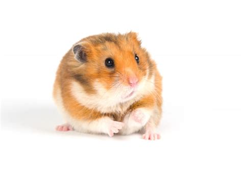 Syrian Hamster Images Free Vectors Stock Photos And Psd