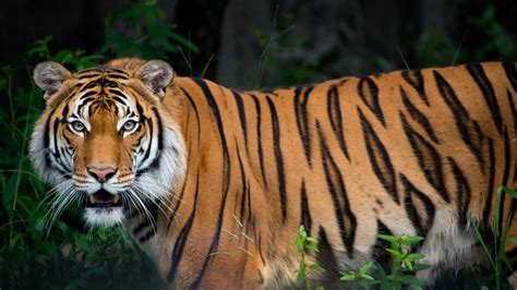 70 Pc Of Worlds Tigers Are Found In India Pm Modi Lauds Project Tiger