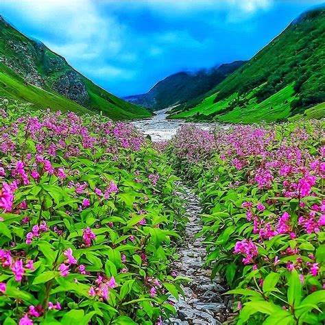 Valley Of Flowers National Park Chamoli When To Visit Images