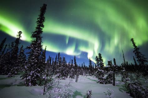 Download Denali National Park Alaska Spruce Snow Forest Winter Nature