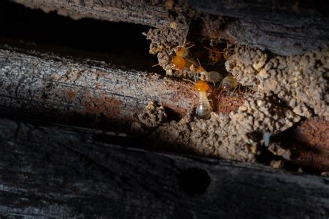 Termites Southern Climate Solutions