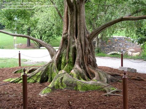 Metasequoia Glyptostroboides Dawn Redwood Duke Gardens Durham Nc