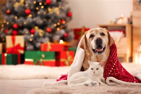 Como Manter O Seu Animal A Salvo No Natal