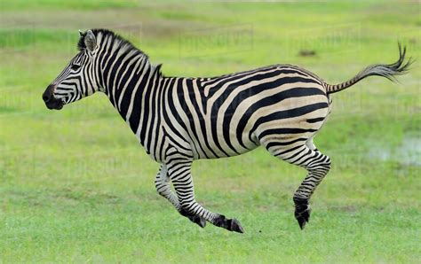 Common Zebra Equus Quagga Running Profile Hwange National Park