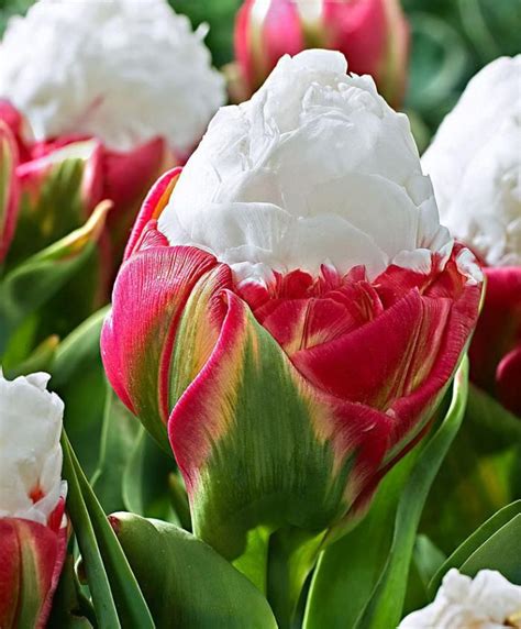 La Tulipe Jardin De Tulipes Botaniques Unusual Flowers Amazing