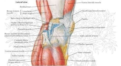 Primary ligaments of ankle include (see below for details). Lateral Knee Pain in Runners