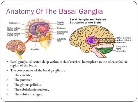 Understanding The Anatomy Of Basal Ganglia