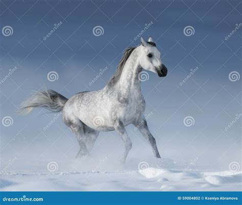 Purebred Grey Arabian Stallion Galloping Over Meadow In Snow Stock