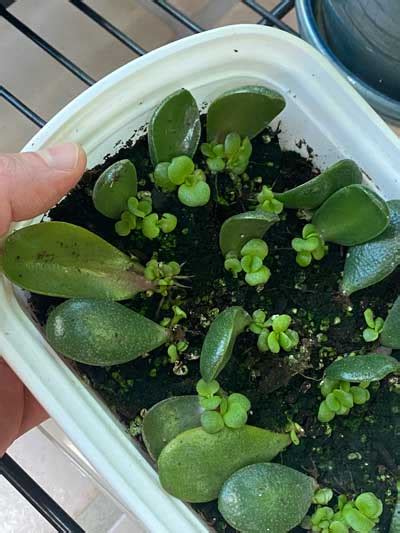 Jade Plant Leaf Propagation 1 Lazy And Effective Method