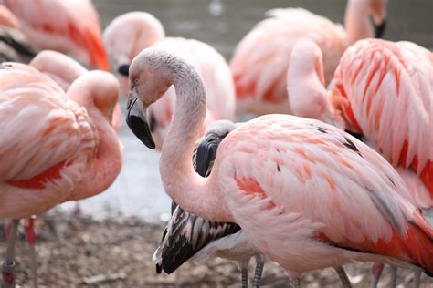 Bestandchilean Flamingo 12 Wikipedia
