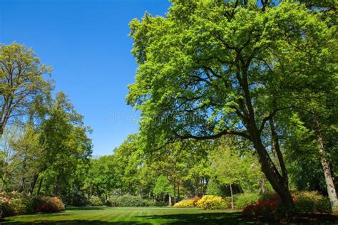 Зеленые деревья и площадка для игры в общественном парке Стоковое