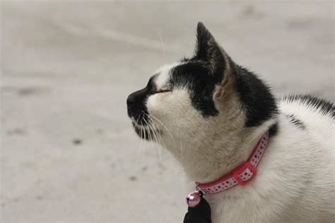 How tight should a collar be on a cat? Seresto Flea and Tick Collar for Cats Review - Upgrade ...