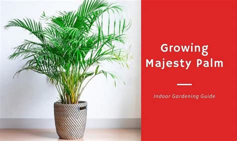 Growing Majesty Palm And How To Care For A Majesty Palm