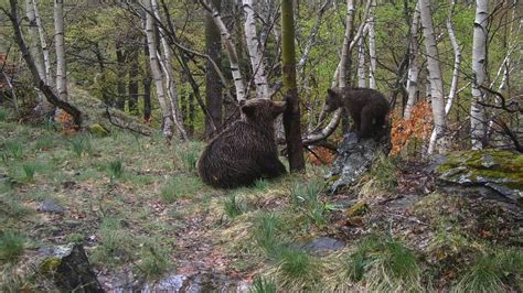 La población de oso pardo en la Cordillera Cantábrica se recupera y se